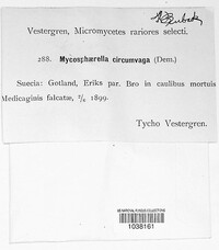 Mycosphaerella circumvaga image
